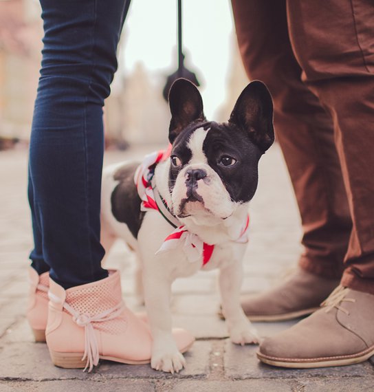 Pug and french bulldog going for a walk
